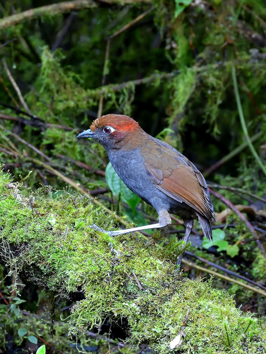 Chestnut-naped Antpitta - ML643908935