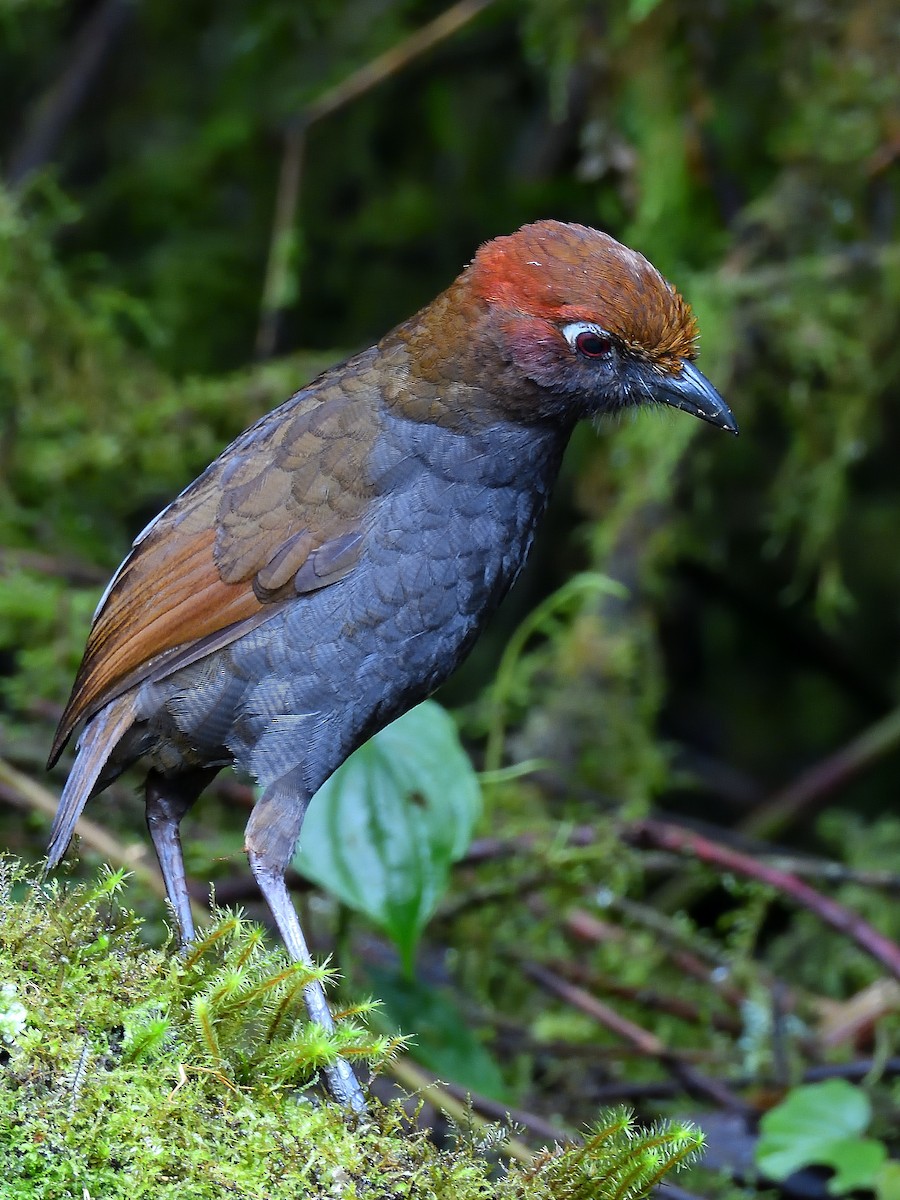 Chestnut-naped Antpitta - ML643908936