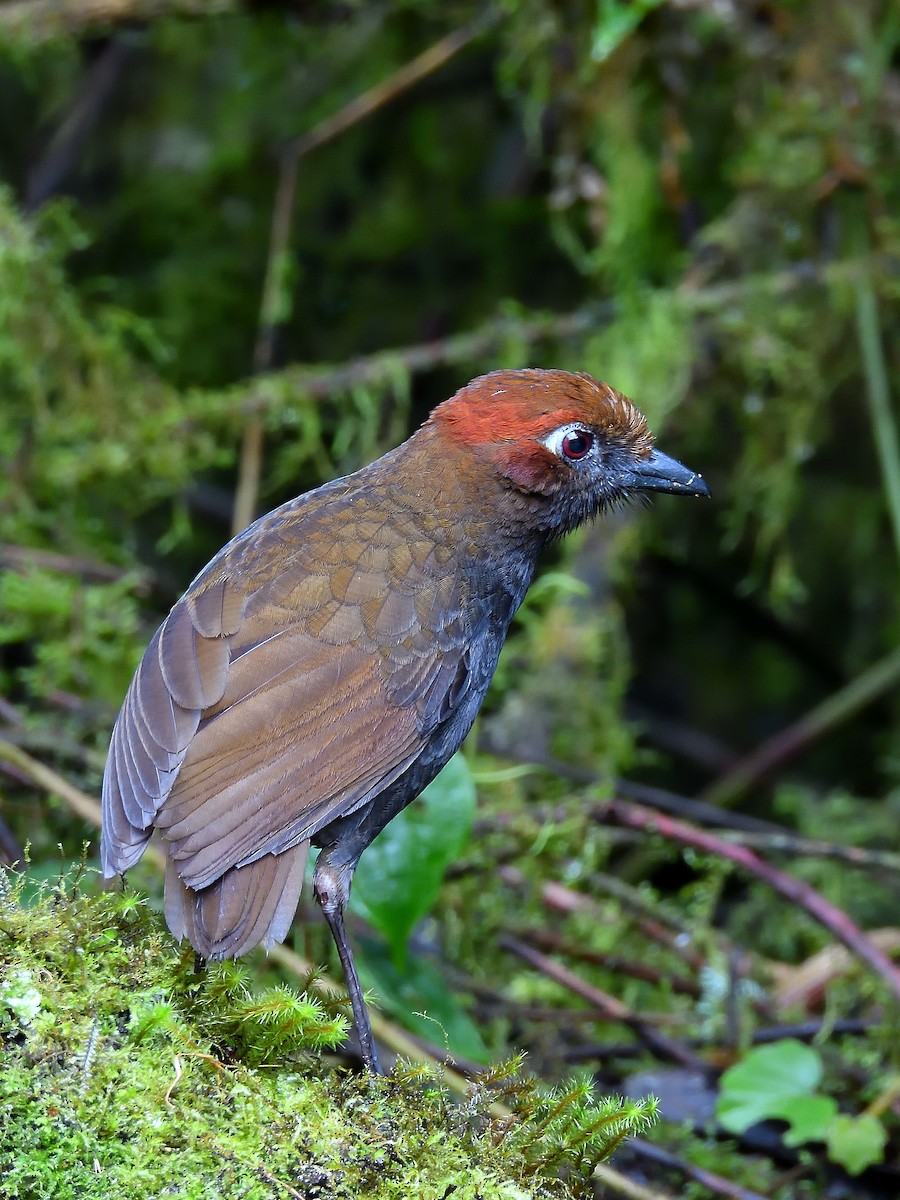 Chestnut-naped Antpitta - ML643908937