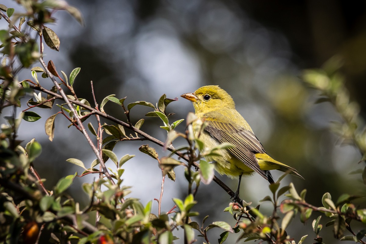 Scarlet Tanager - ML643908944