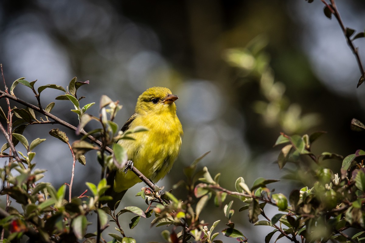 Scarlet Tanager - ML643908945