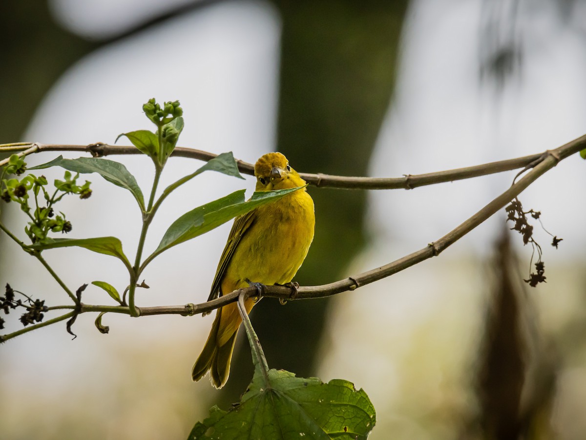 Summer Tanager - ML643908949
