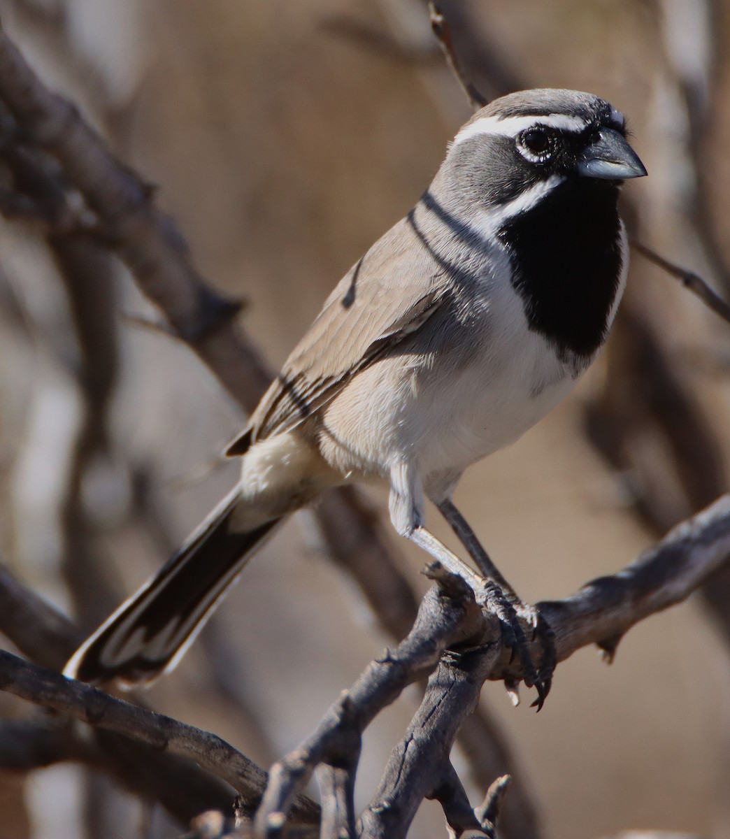 Black-throated Sparrow - ML643908951