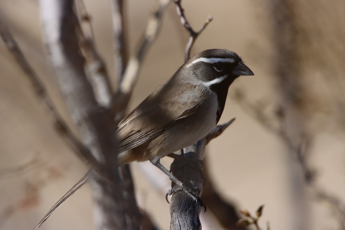 Black-throated Sparrow - ML643908952