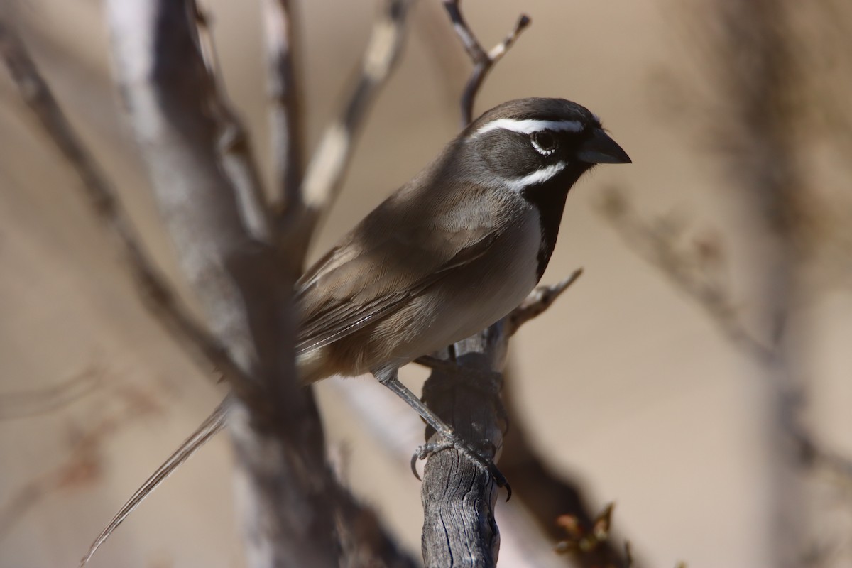 Black-throated Sparrow - ML643908953