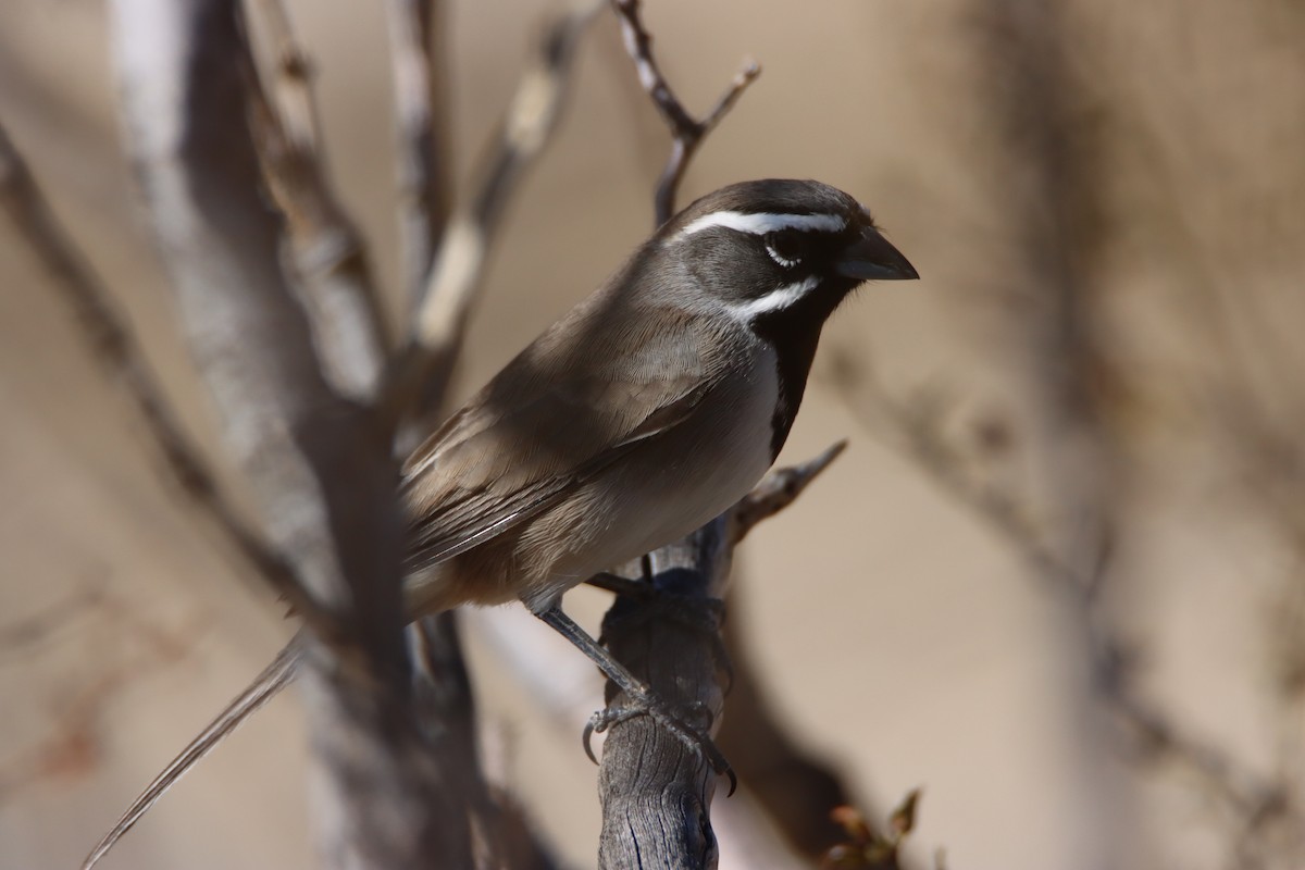 Black-throated Sparrow - ML643908954