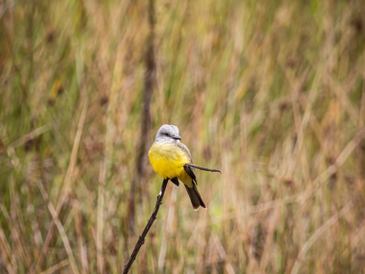 Tropical Kingbird - ML643908962