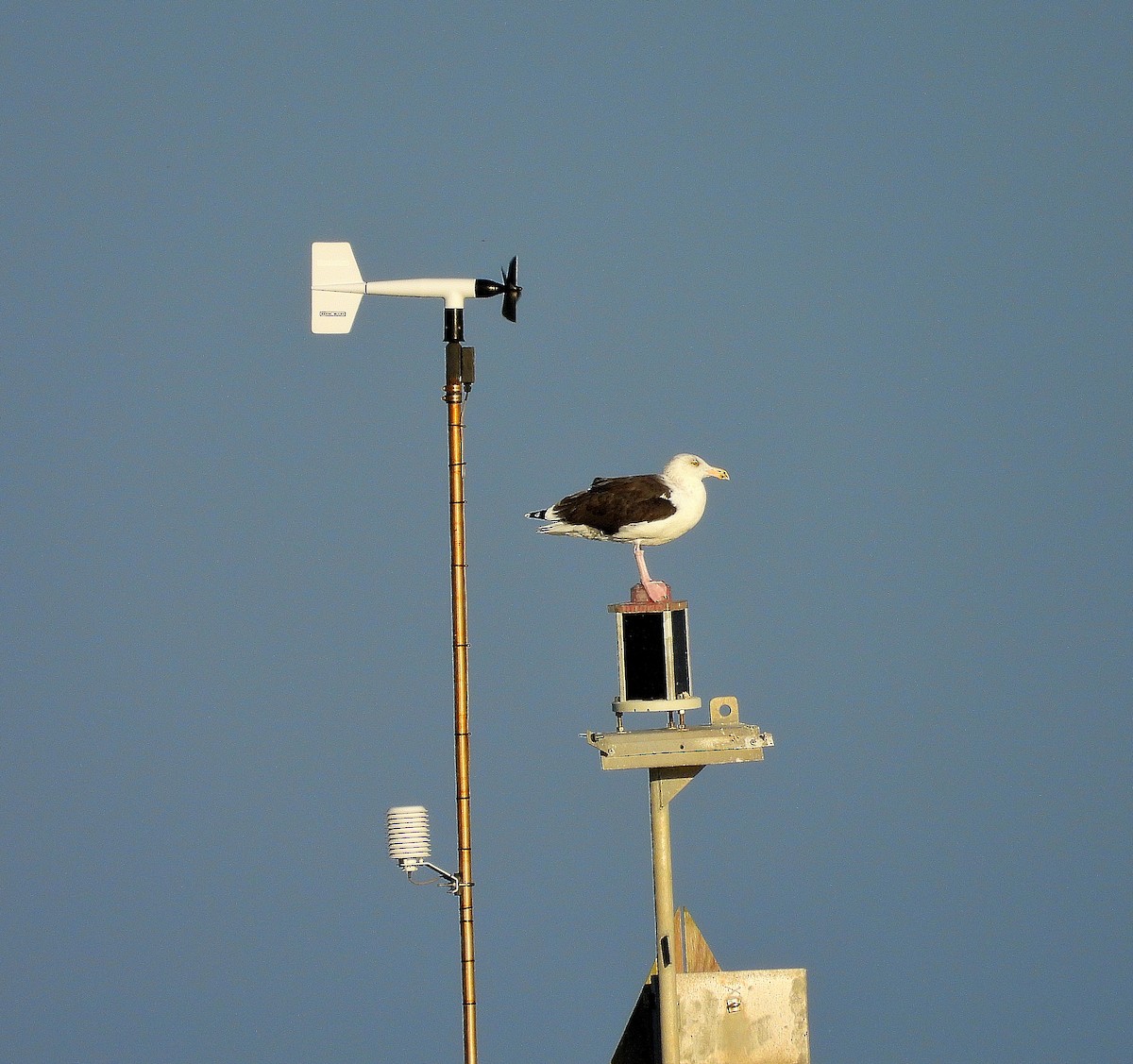 Great Black-backed Gull - ML643908984