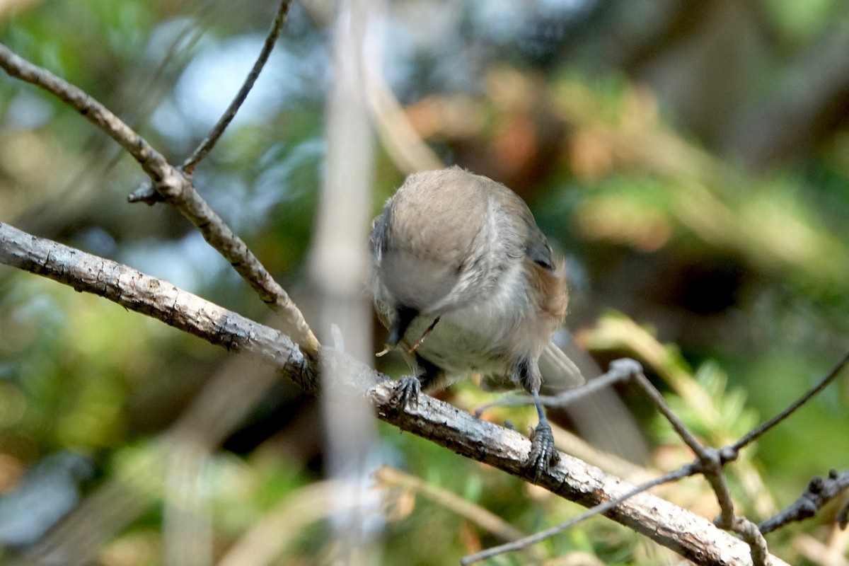 Boreal Chickadee - ML643908987