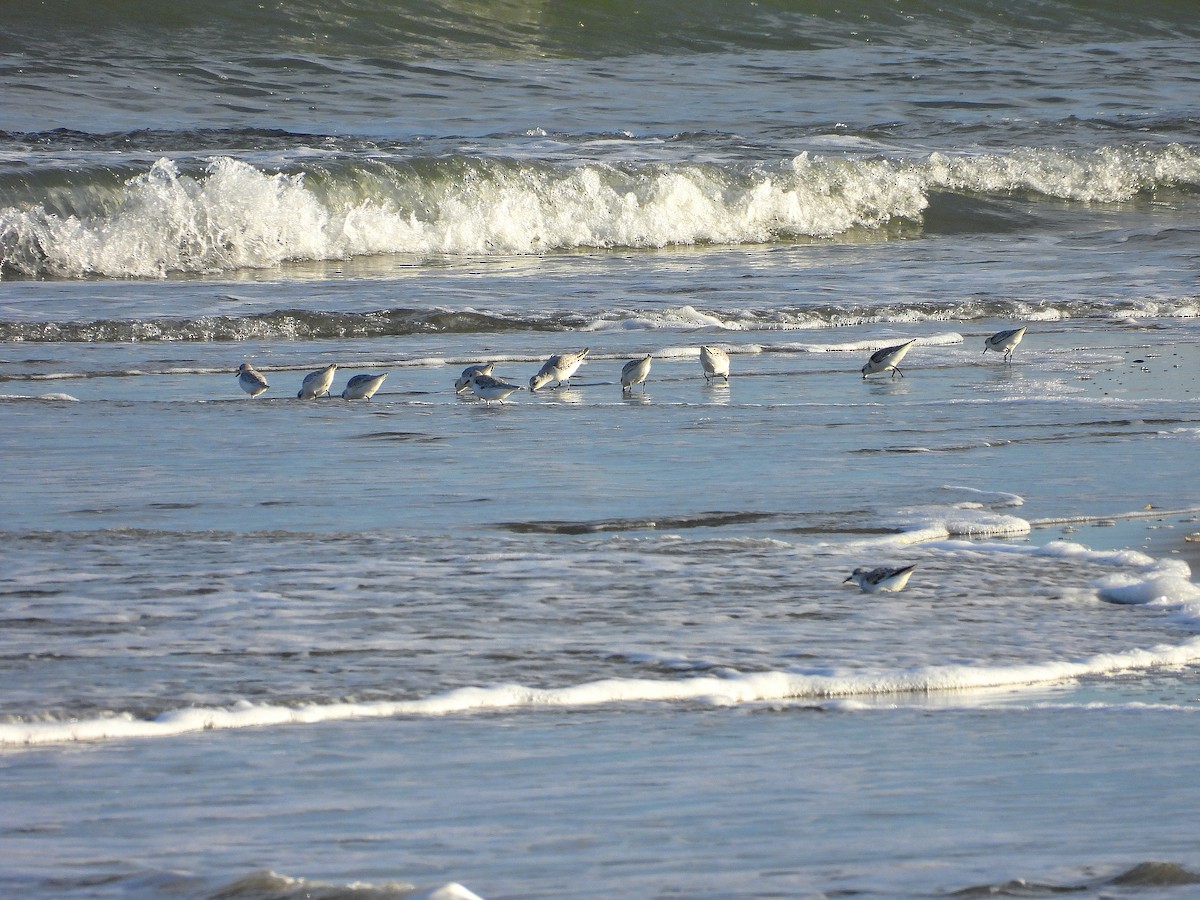 Sanderling - ML643908990