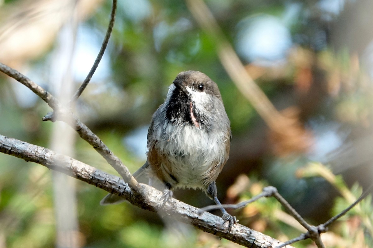 Boreal Chickadee - ML643908994