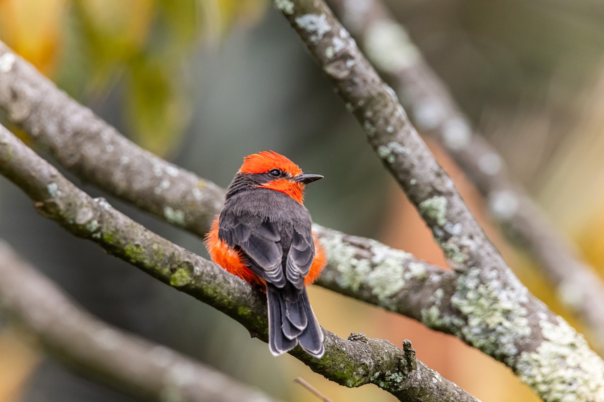 Vermilion Flycatcher - ML643908997