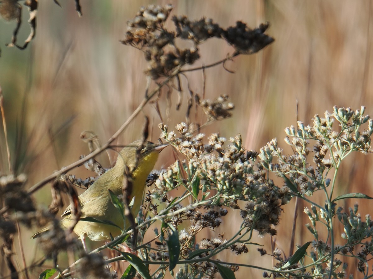 Common Yellowthroat - ML643909020