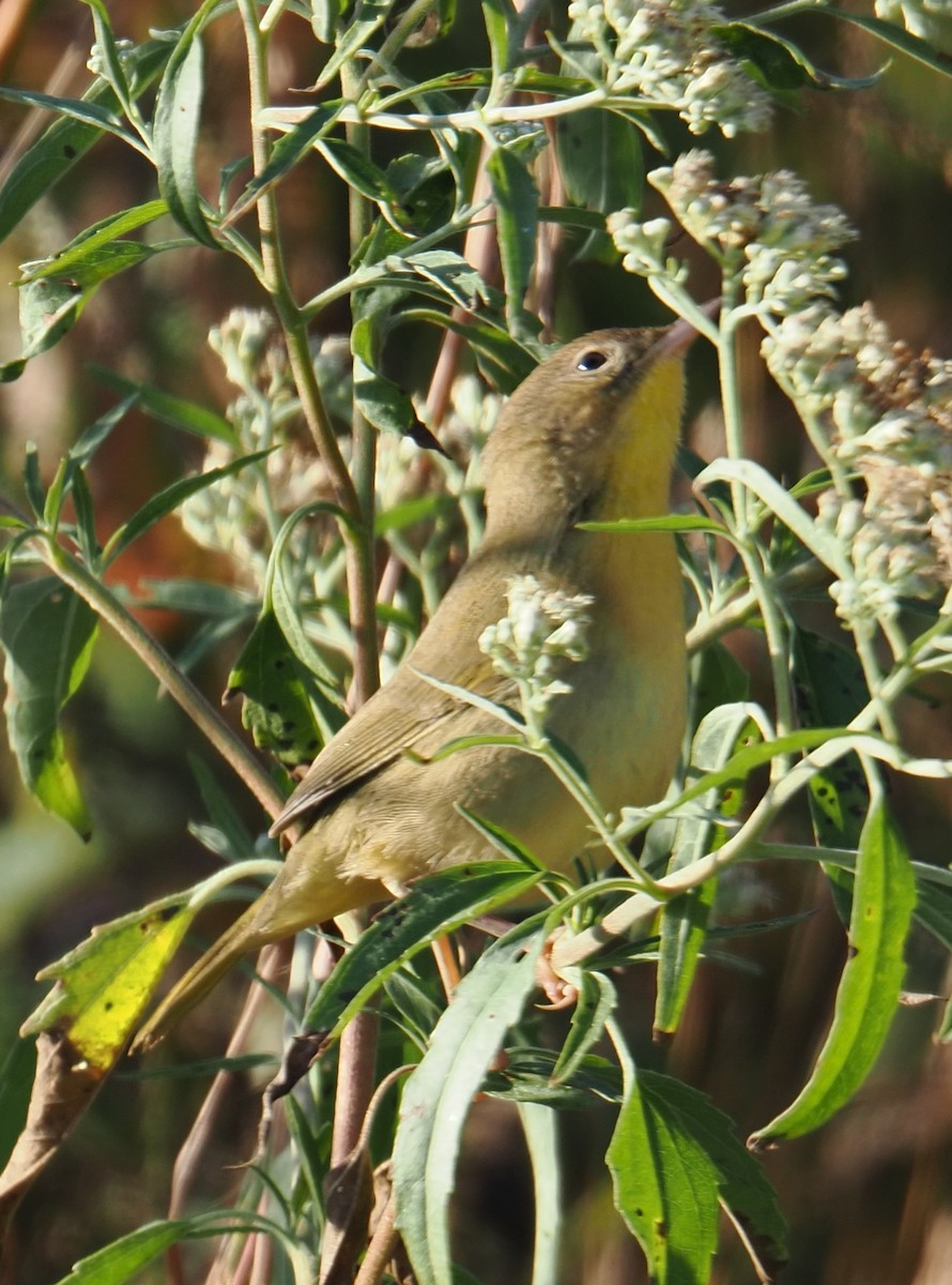 Common Yellowthroat - ML643909024