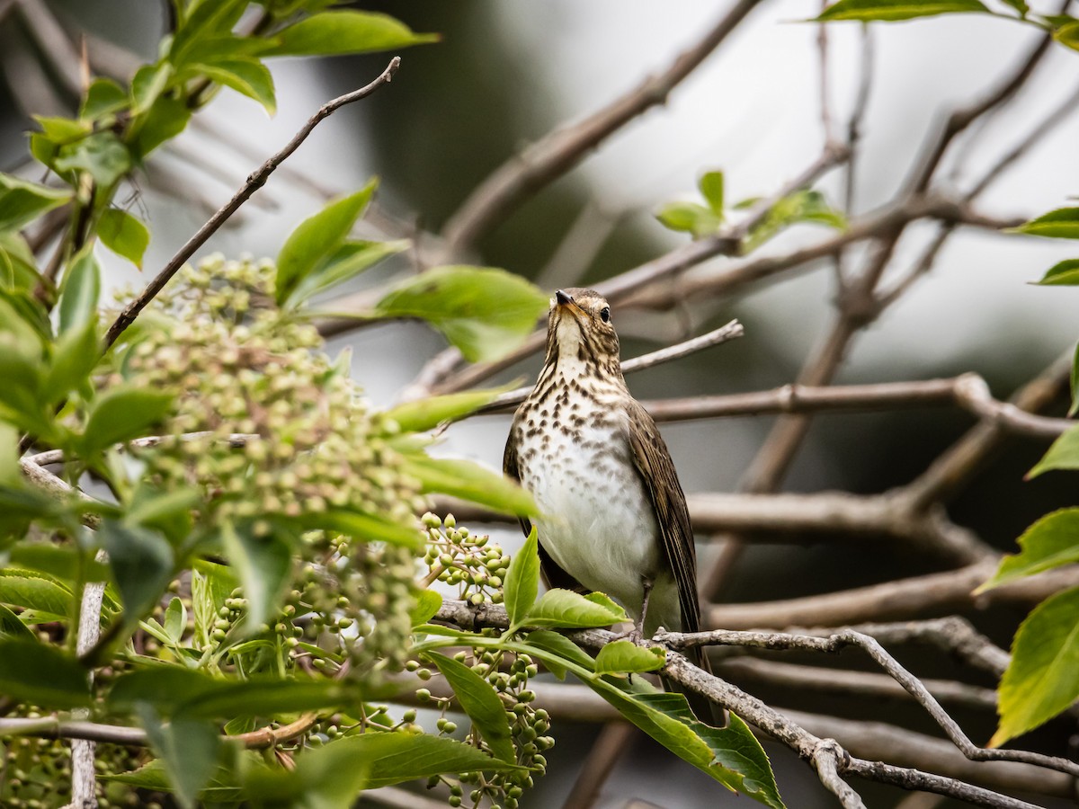 Swainson's Thrush - ML643909025