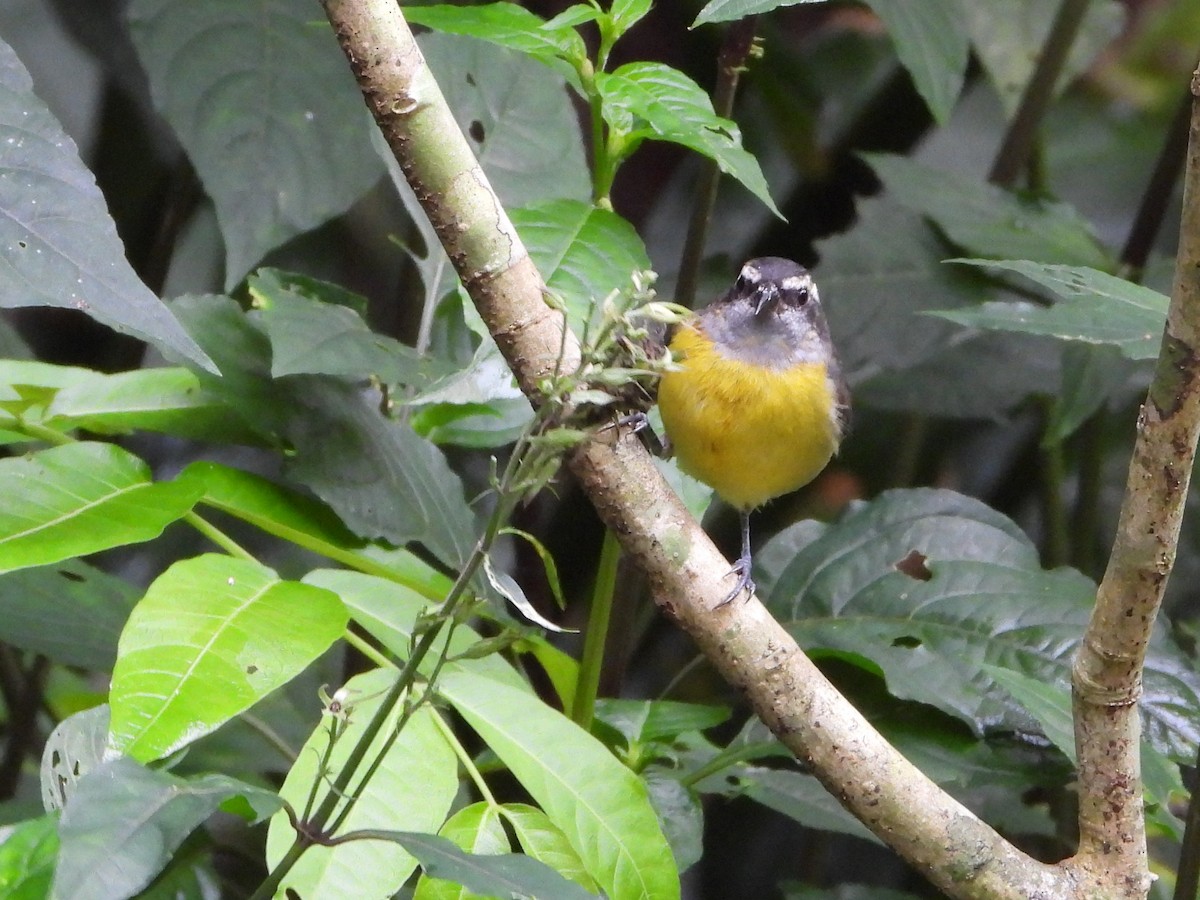 Bananaquit - ML643909027