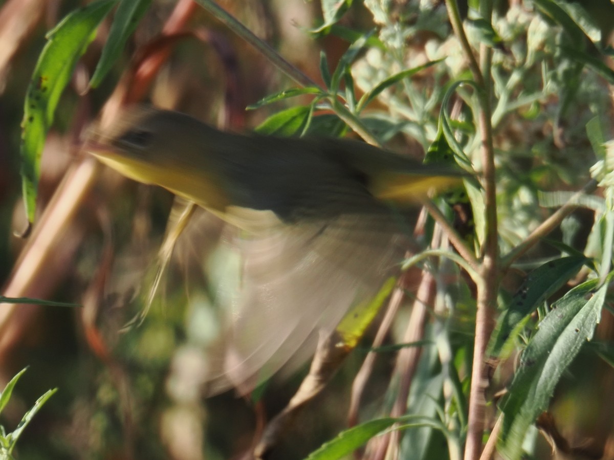 Common Yellowthroat - ML643909038