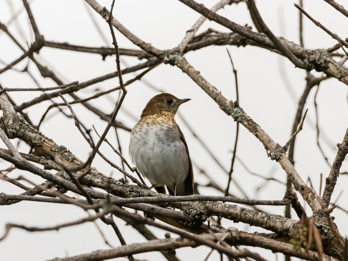 Veery - ML643909046
