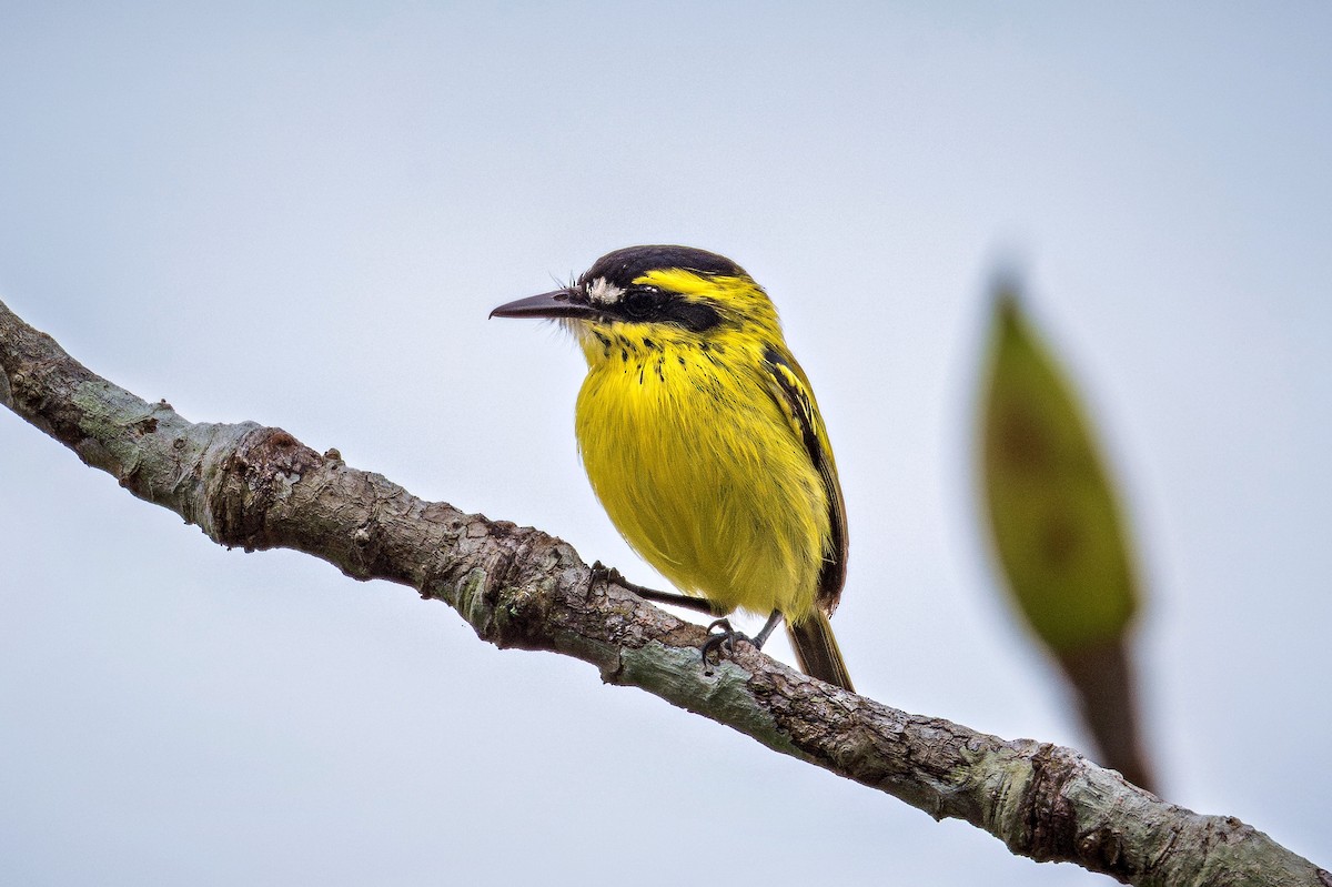 Yellow-browed Tody-Flycatcher - ML643909090