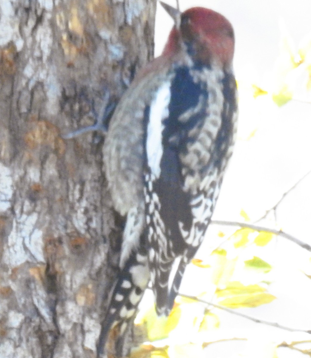 Red-naped x Red-breasted Sapsucker (hybrid) - ML643909096
