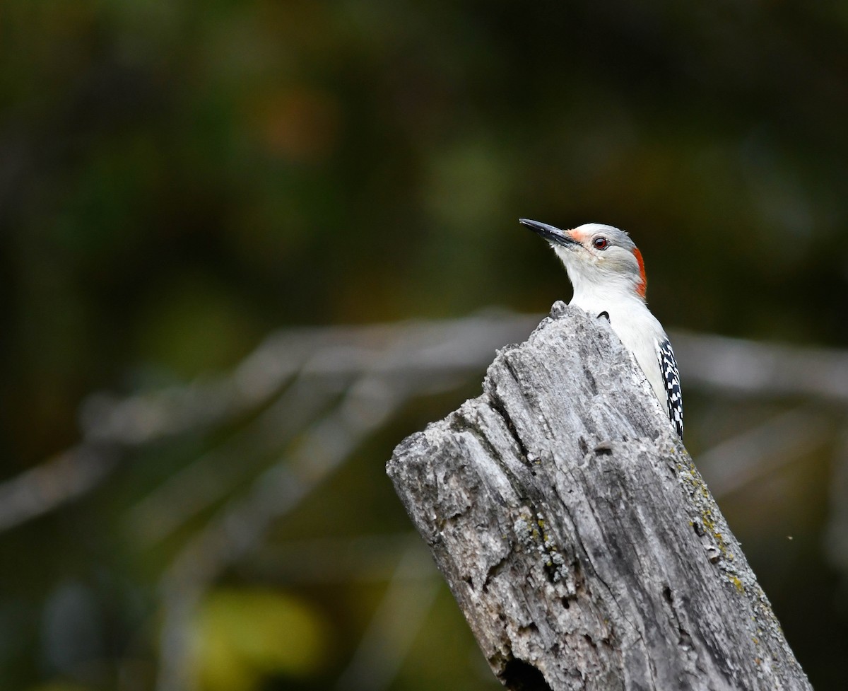 Red-bellied Woodpecker - ML643909107