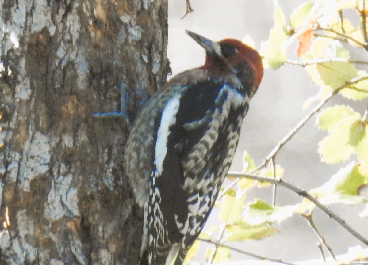 Red-naped x Red-breasted Sapsucker (hybrid) - ML643909108