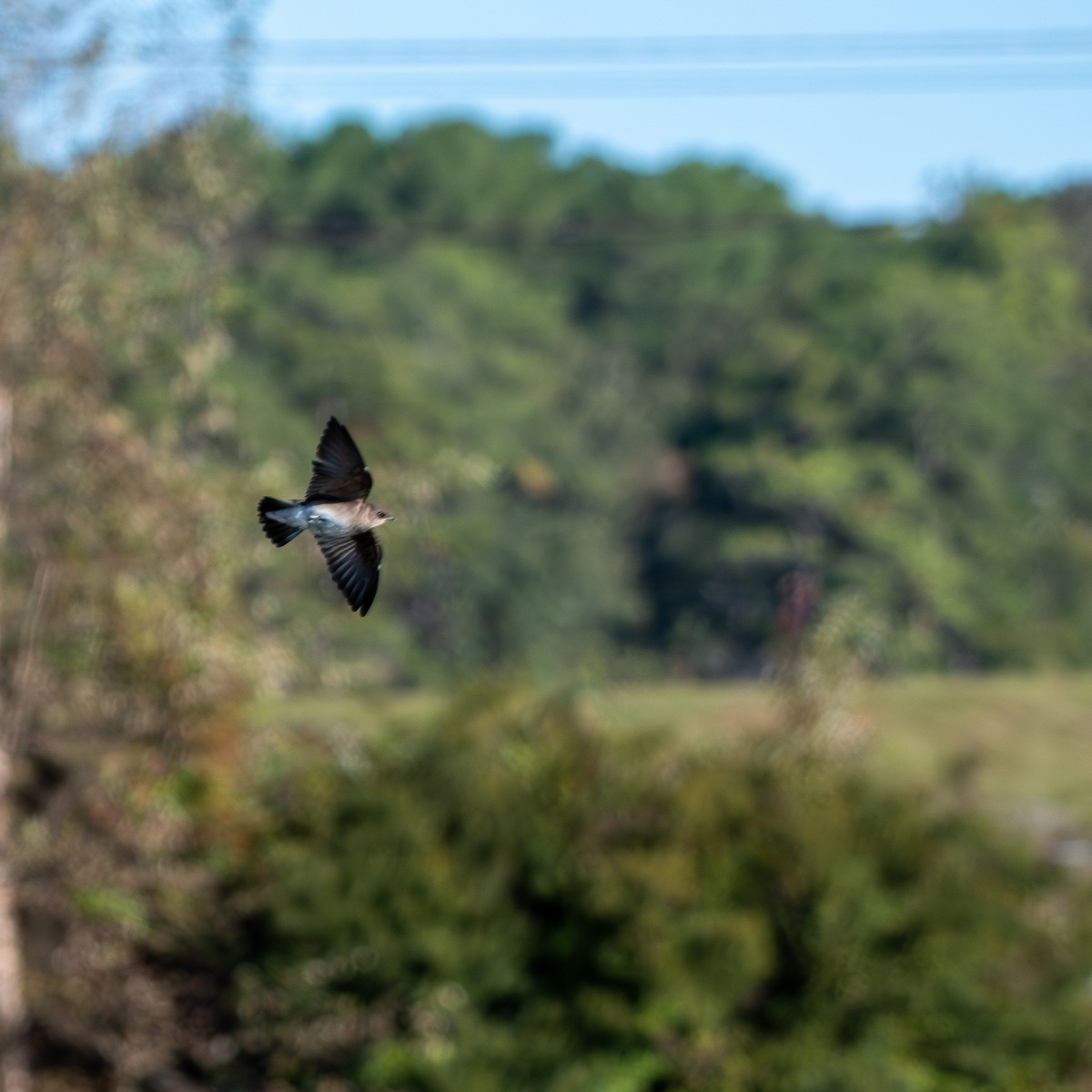 Northern Rough-winged Swallow - ML643909109