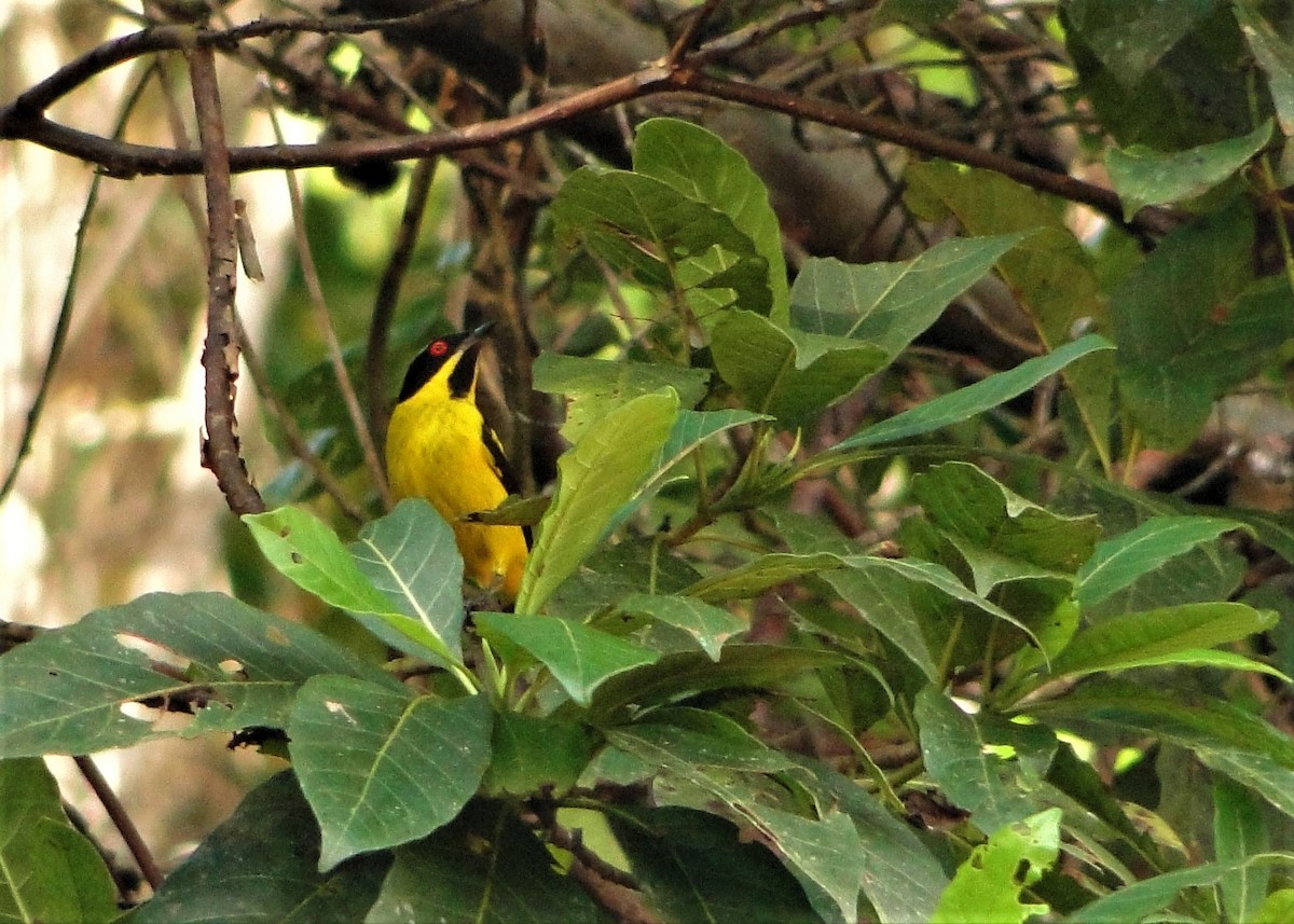 Yellow-bellied Dacnis - ML64390911