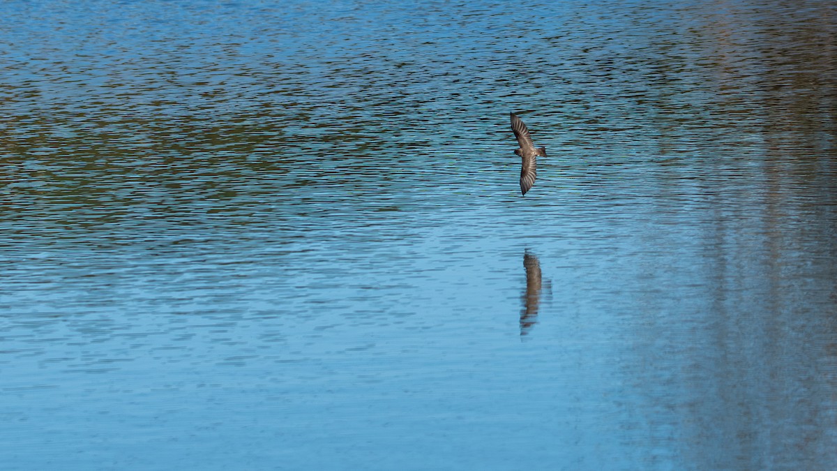 Northern Rough-winged Swallow - ML643909110