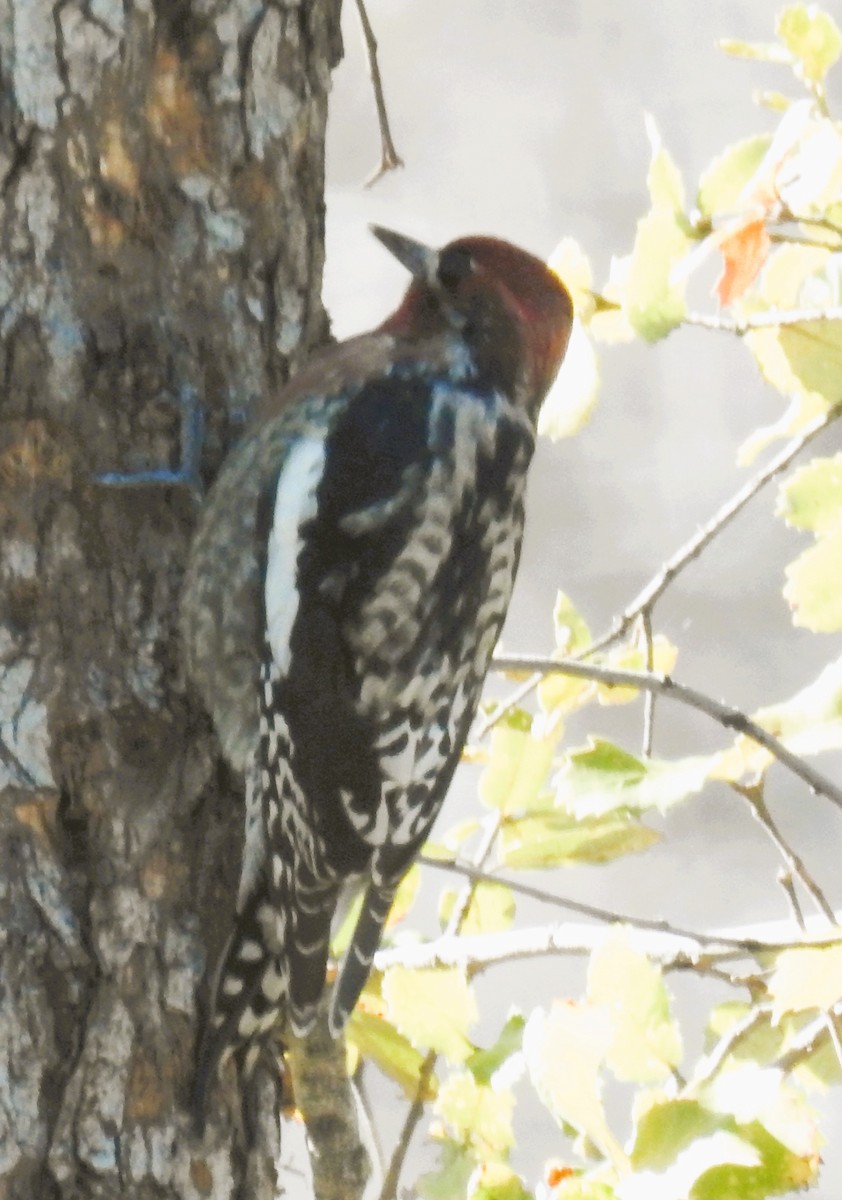 Red-naped x Red-breasted Sapsucker (hybrid) - ML643909119
