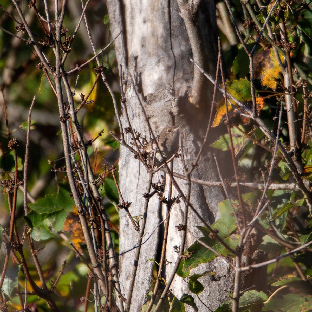 Northern House Wren - ML643909120