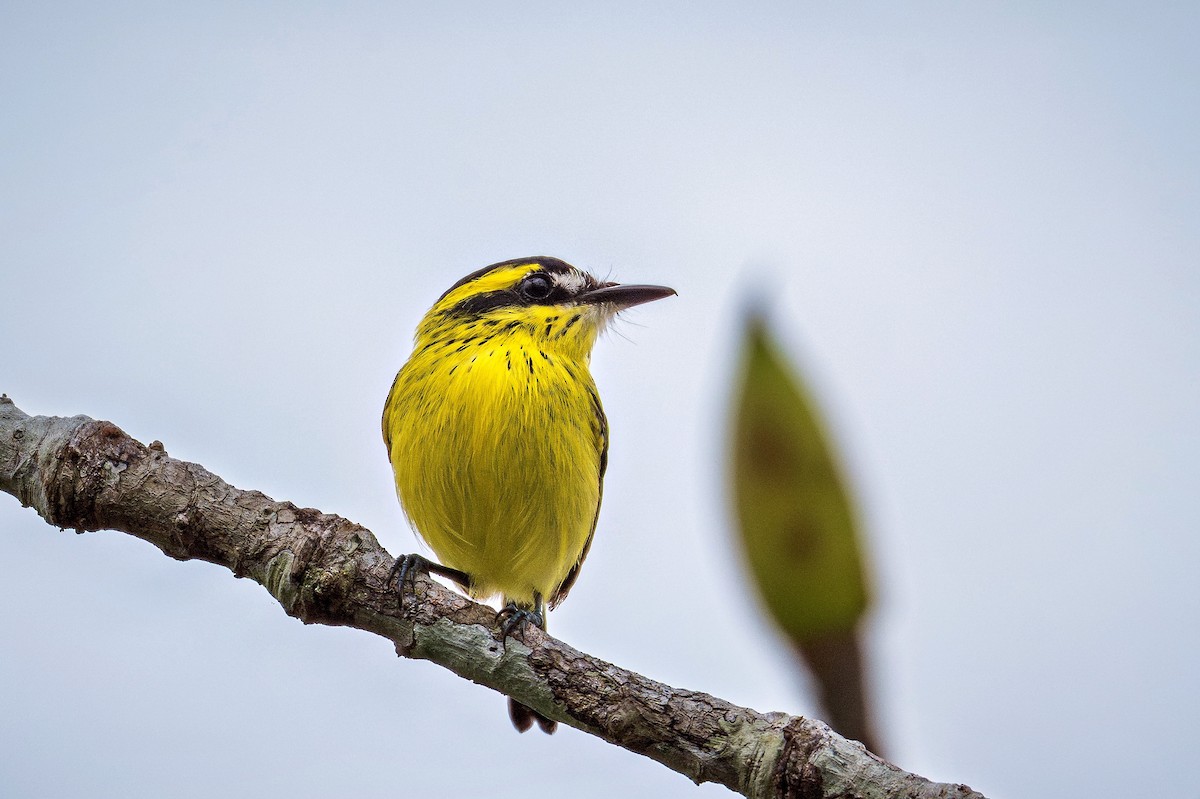 Yellow-browed Tody-Flycatcher - ML643909145