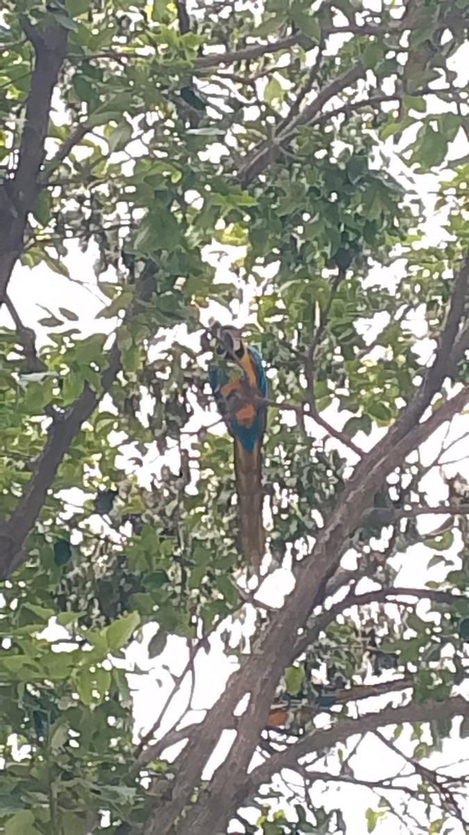 Blue-and-yellow Macaw - ML643909149