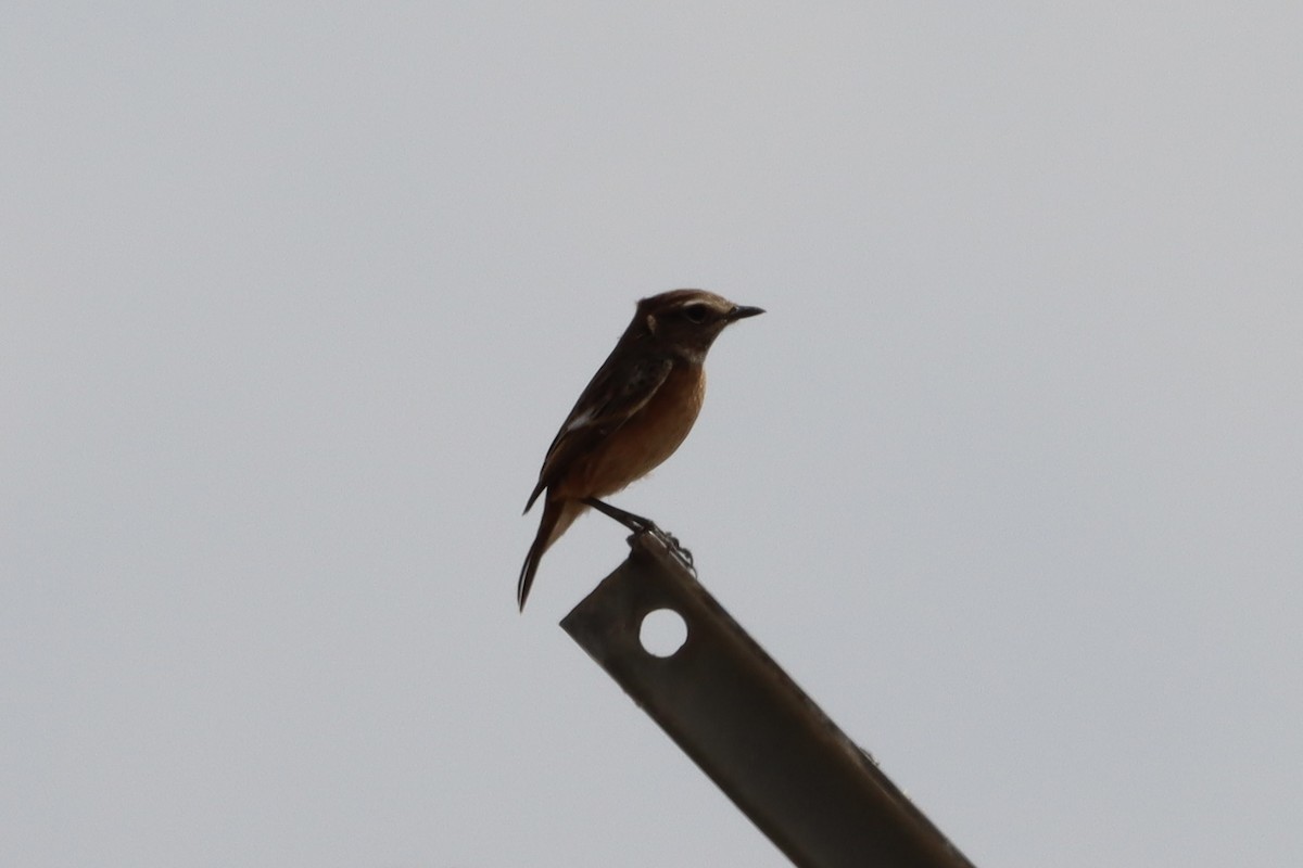 European Stonechat - ML643909155