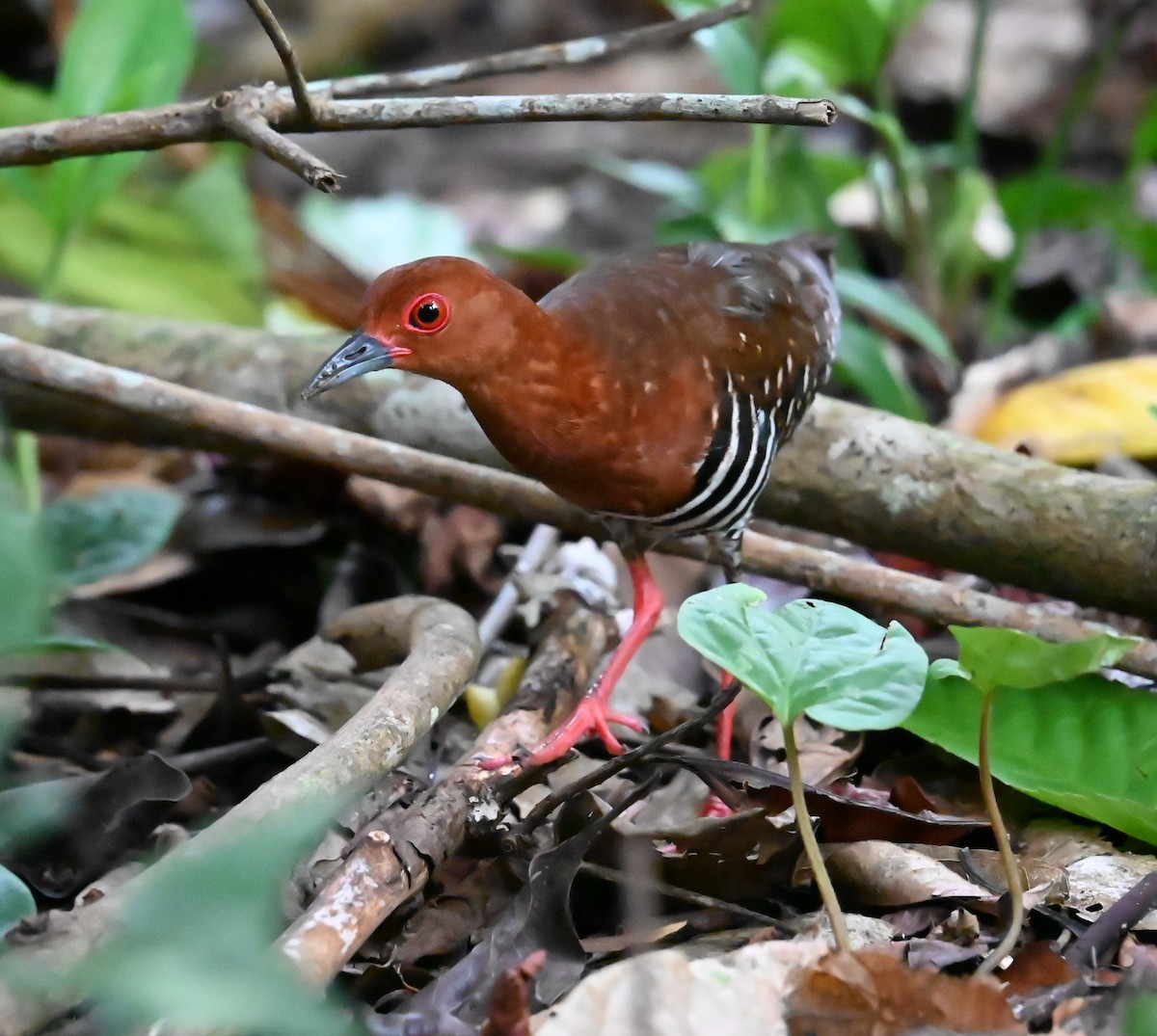 Red-legged Crake - ML643909163