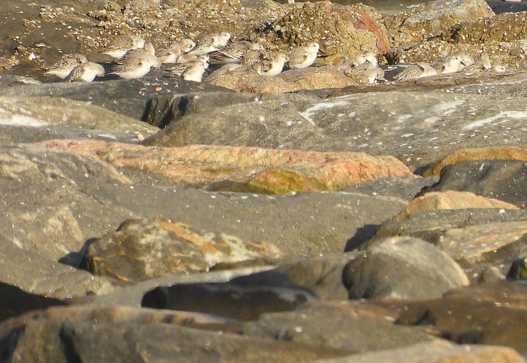 Sanderling - ML643909164