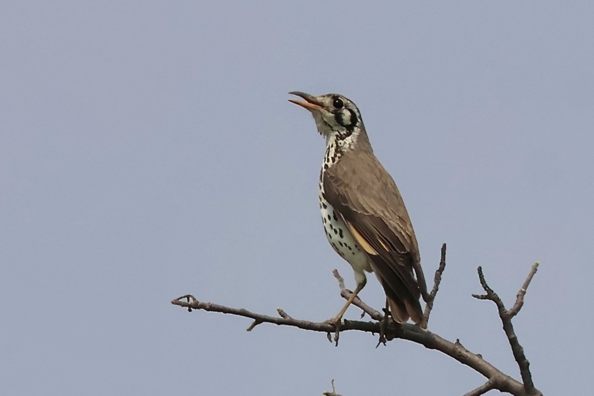 Groundscraper Thrush - ML643909167