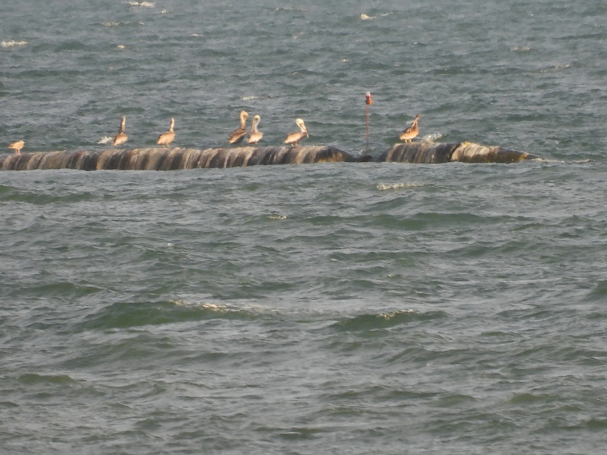 Brown Pelican - ML643909168