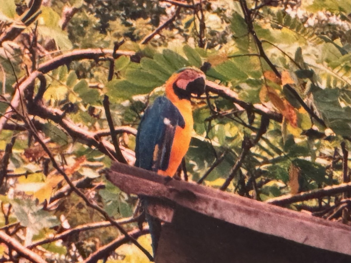 Blue-and-yellow Macaw - ML643909171