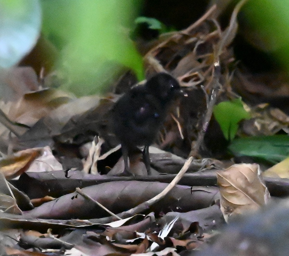 Red-legged Crake - ML643909172