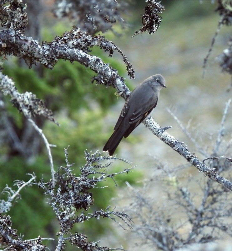Townsend's Solitaire - ML643909175