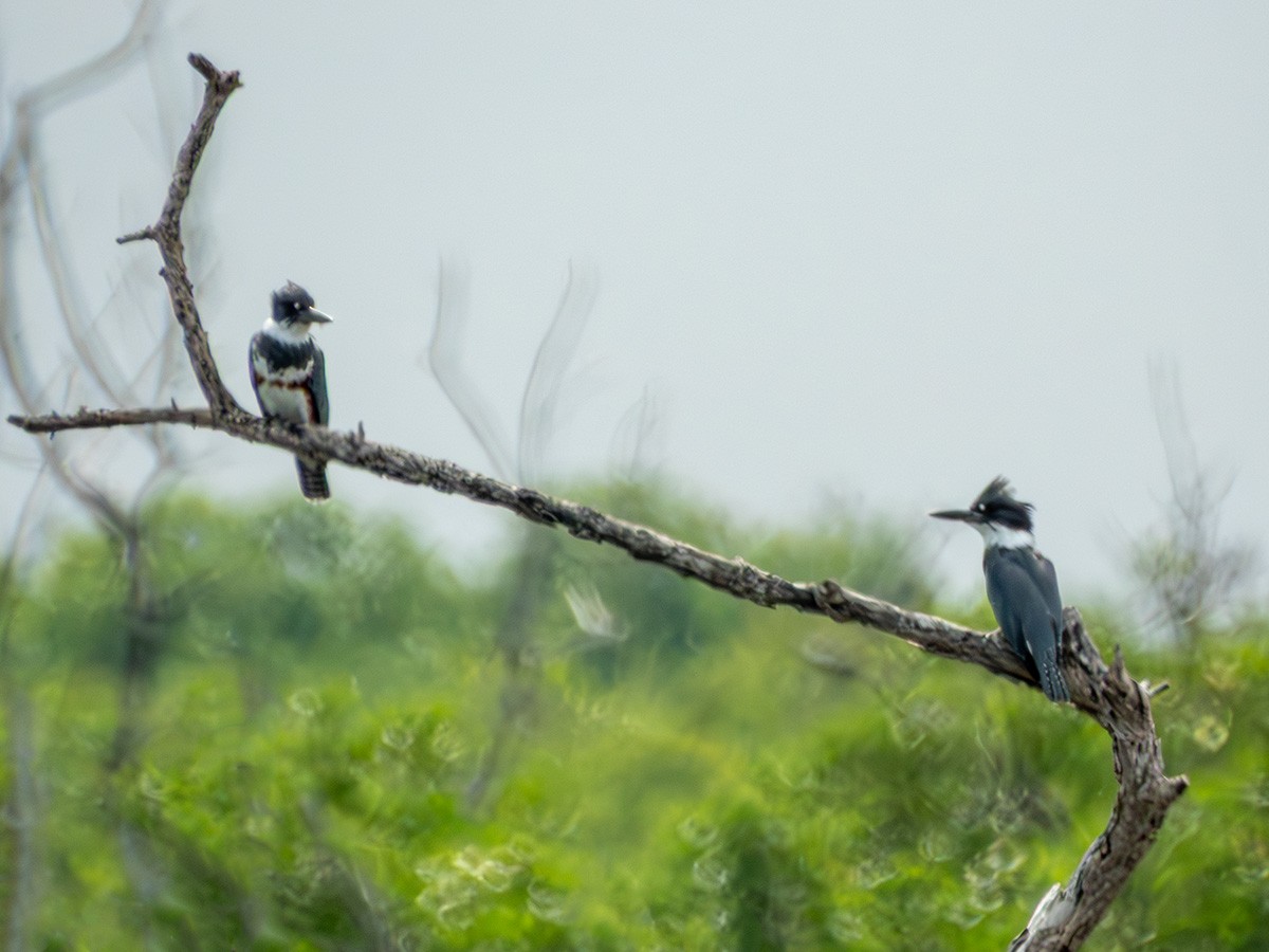 Kuşaklı Yalıçapkını - ML643909180