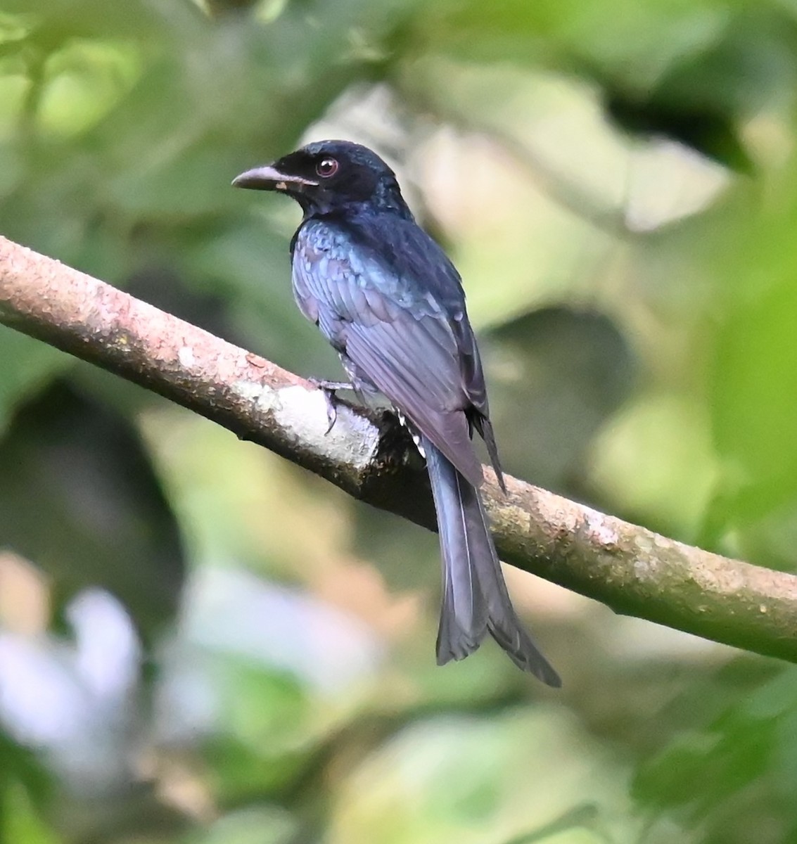 Crow-billed Drongo - ML643909182