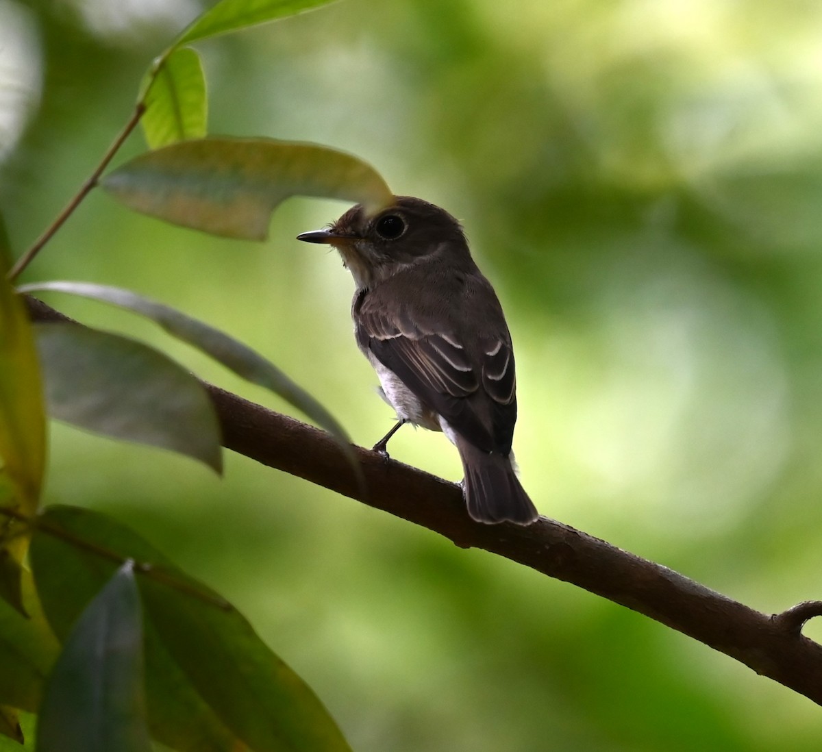 Asian Brown Flycatcher - ML643909194