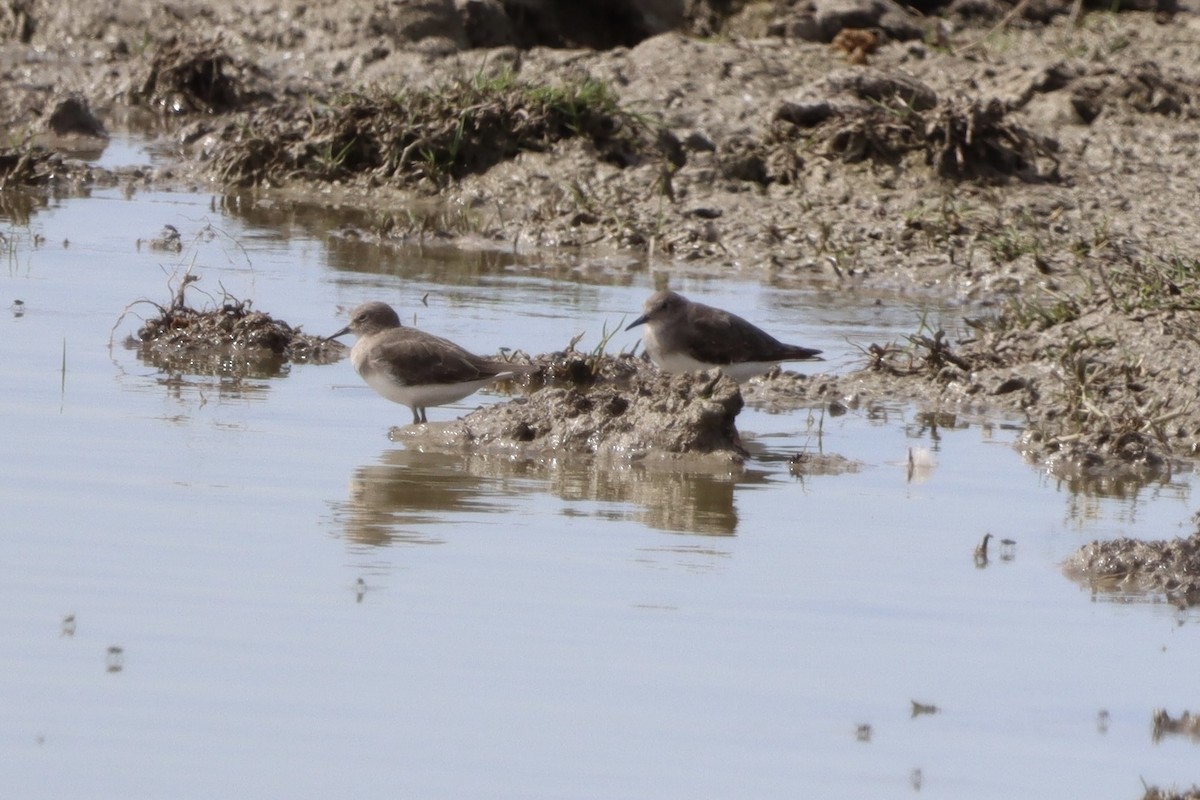 Temminck's Stint - ML643909201