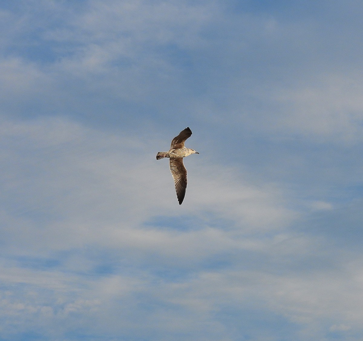 Great Black-backed Gull - ML643909211