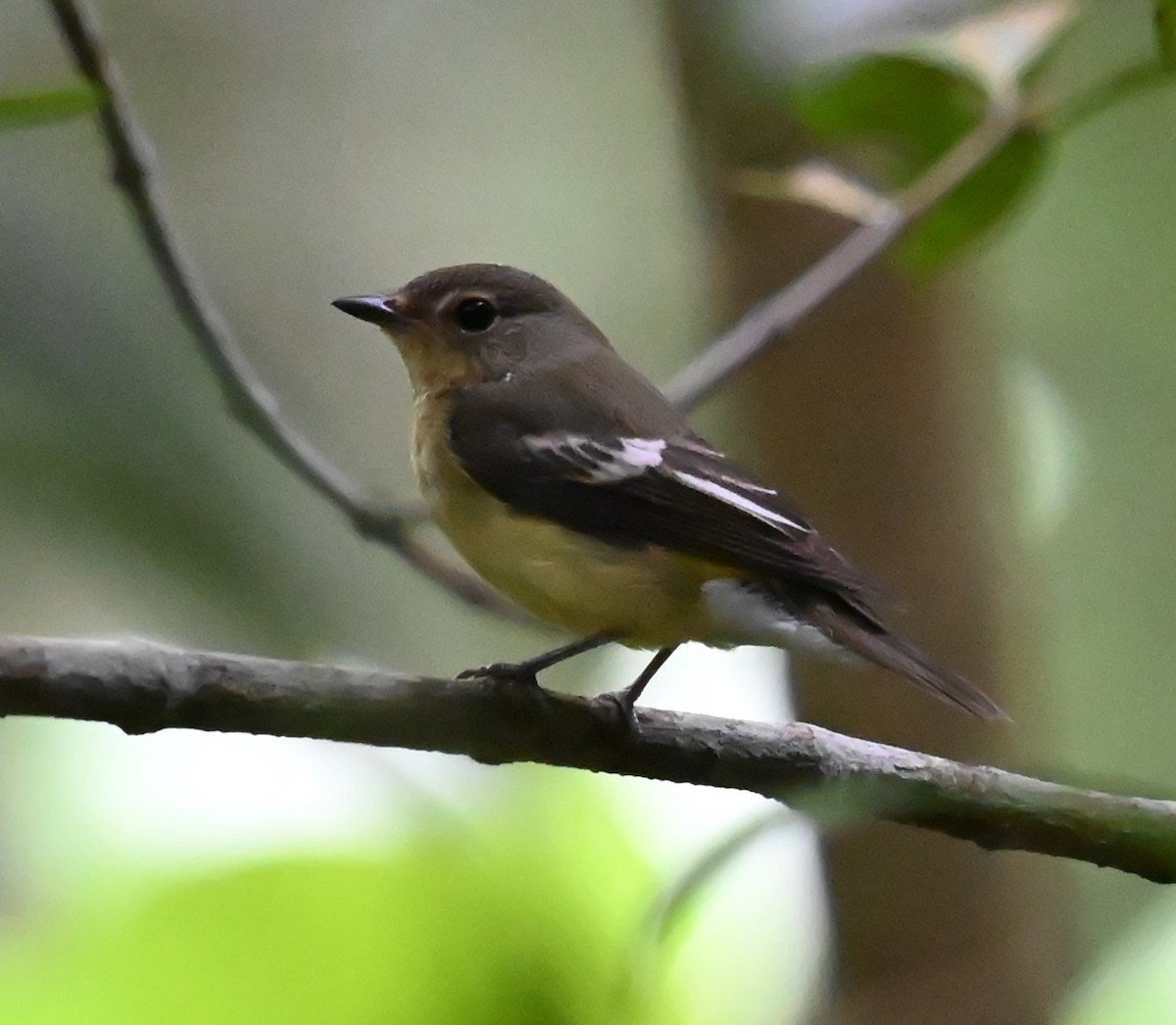 Yellow-rumped Flycatcher - ML643909213