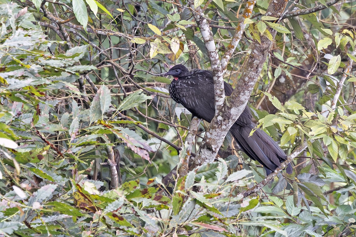 Tepeli Guan - ML643909218