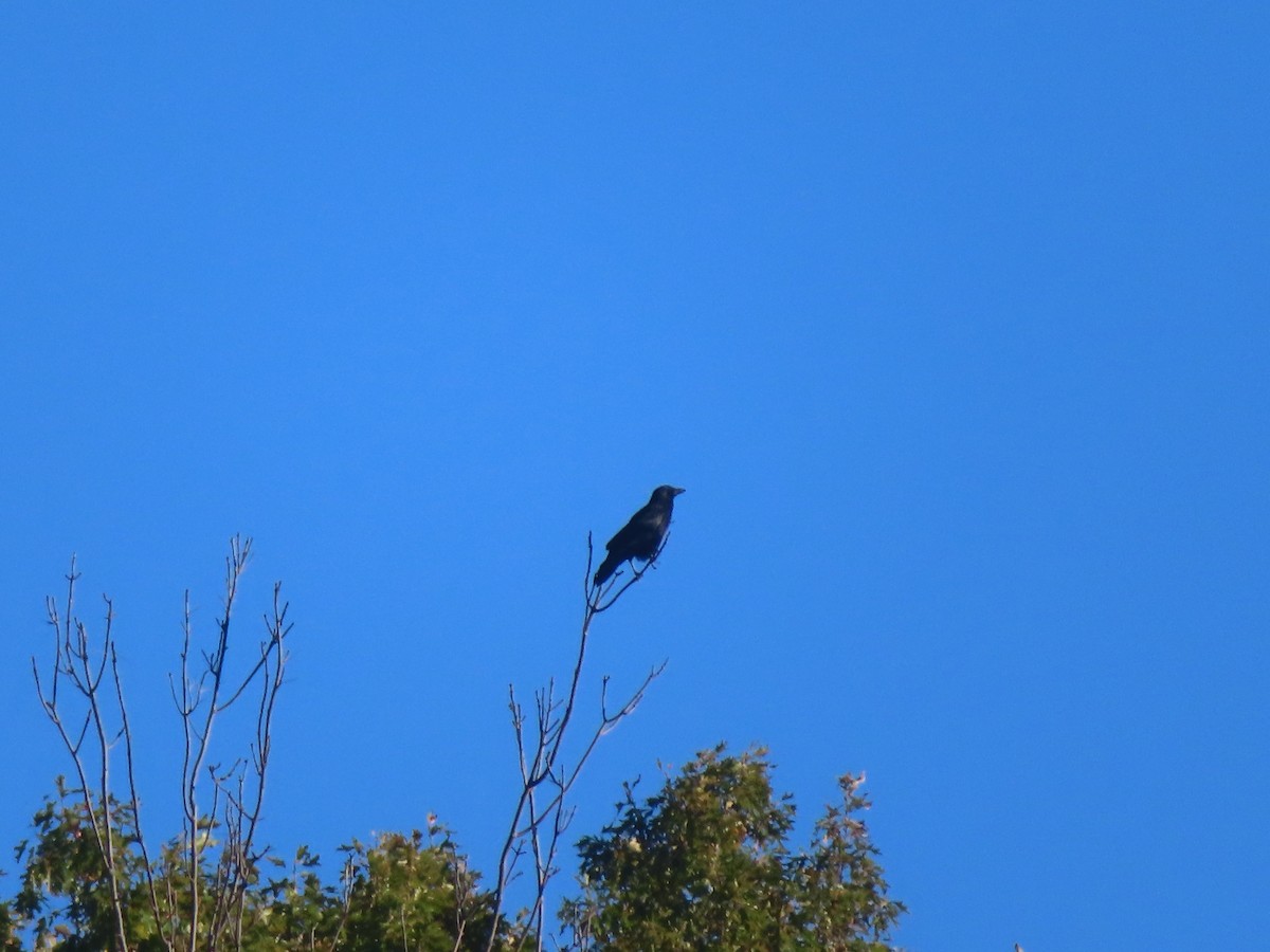 American Crow - ML643909225