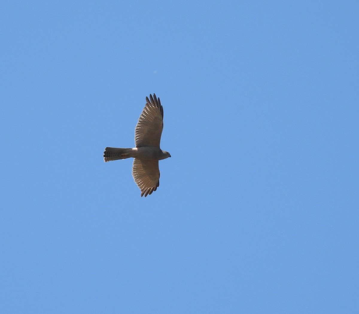 Brown Goshawk - ML643909228